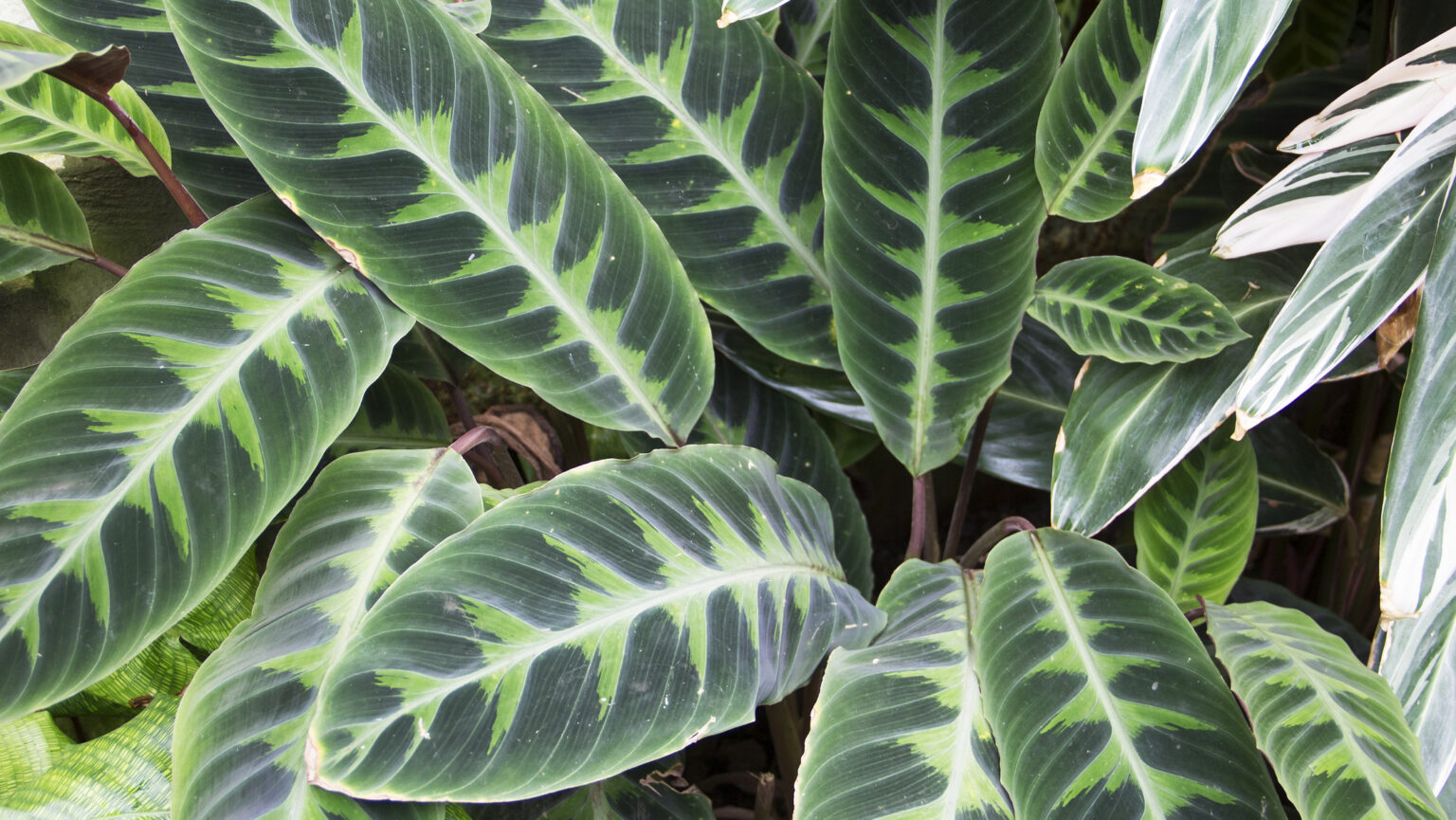 Calathea planta care se roagă pentru fericirea ta