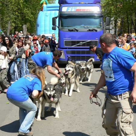 Camion tras de caini