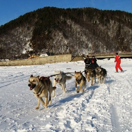 Cel mai bun prieten al siberianului