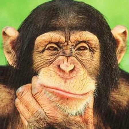 Vezi paginile social media ale emisiunii - Scumpa grasa maimuta slabire
