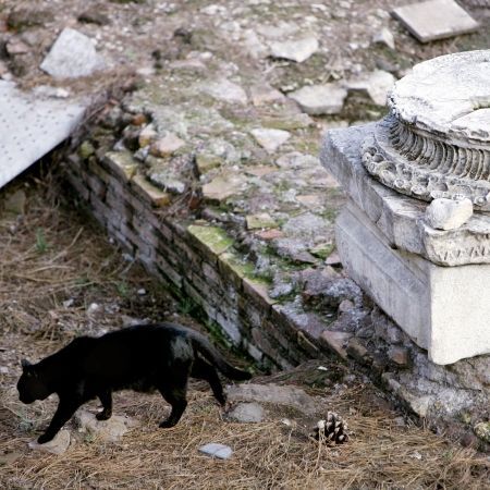 Superstitiile fac prapad printre pisicile negre