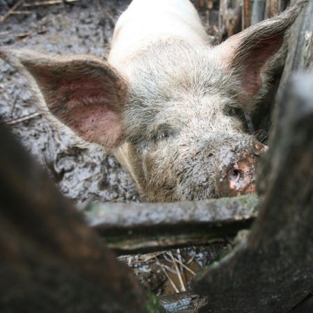 La vânătoare de porci mutanţi