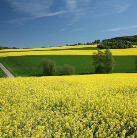 Biocombustibilii ar putea duce la foamete