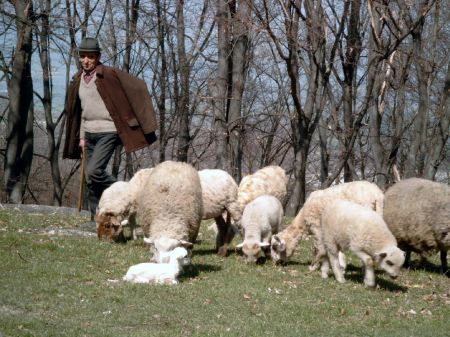 Şcoală de ciobani la Făgăraş