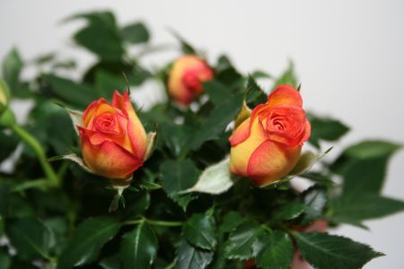 Trandafiri pentru îndrăgostiţi