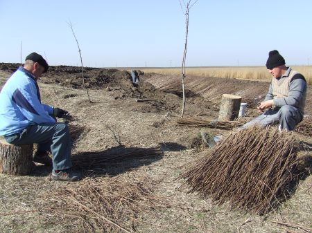 25.000 de salcâmi americani, plantaţi în Bărăgan