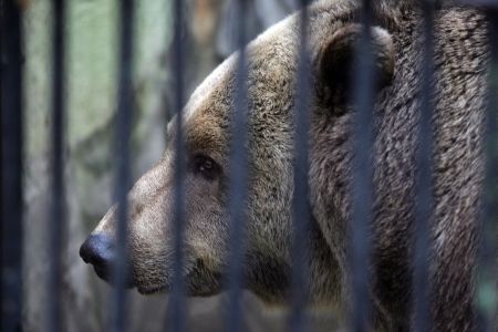 Grădina Zoologică va fi reamenajată până la vară