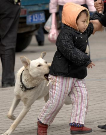 Millions of euros spent for the stray dogs issue