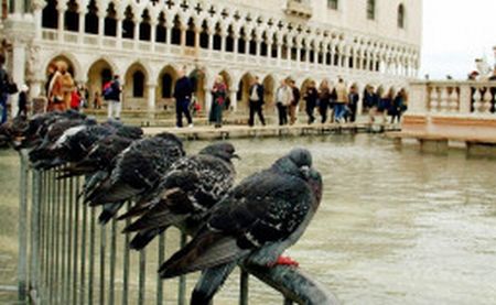 Veneţienii vor să scape de porumbei