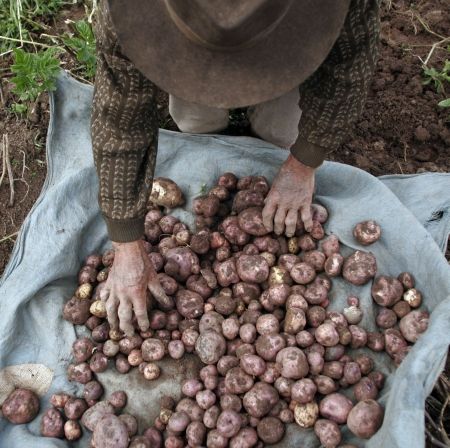 Antidotul foametei globale: cartoful