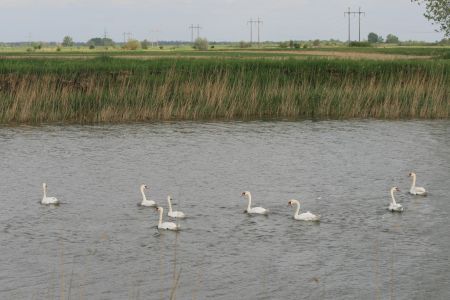 Lacul lebedelor pe Valea Siretului