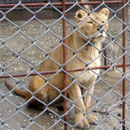 Leoaica Simba, capturată de poliţie