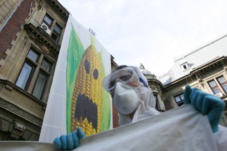 Porumbul Monsanto, la un pas de interdicţie