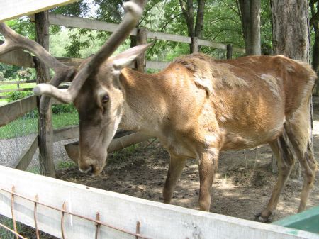 Cerbul „Dănuţ“ de la Zoo Bucov, agresat pe YouTube