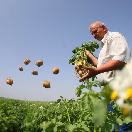 Coş european de legume