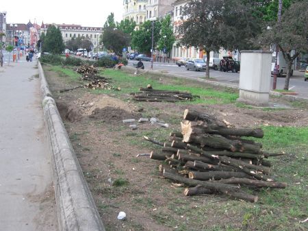 Protest faţă de tăierea copacilor