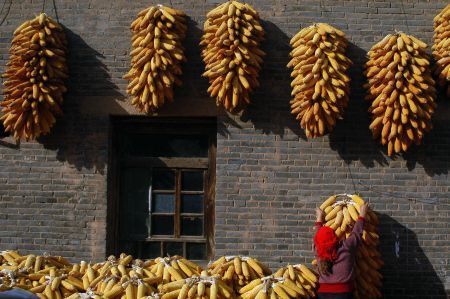 Romania, EU's third largest corn producer