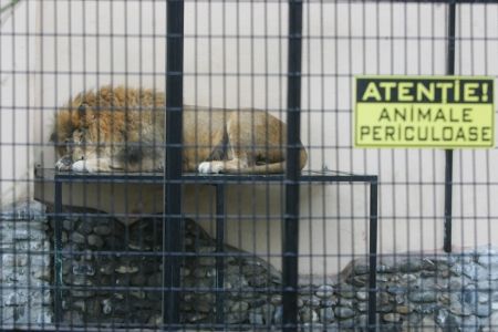 Zoo Băneasa a scumpit biletele de peste opt ori