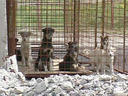 Iubitorii de animale au protestat la Guvern