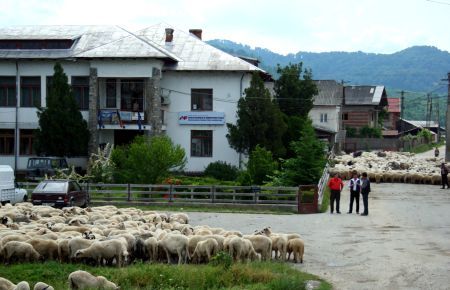 Protest cu oi şi măgari