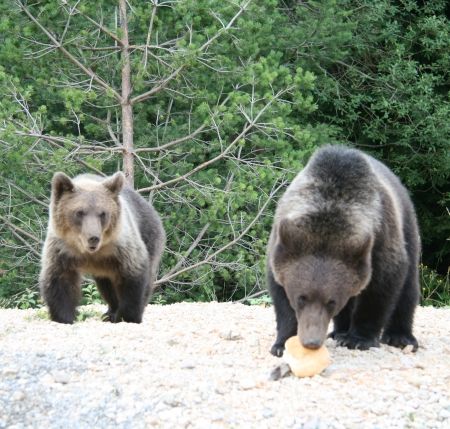 Monitorizarea ursilor problema la Sinaia