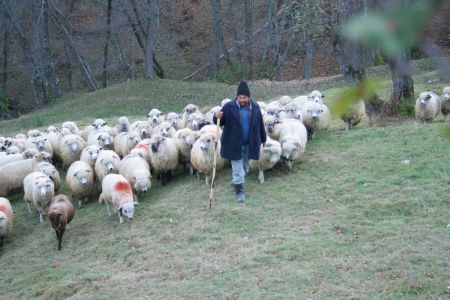 Refugiul Salvamont, distrus de ciobani