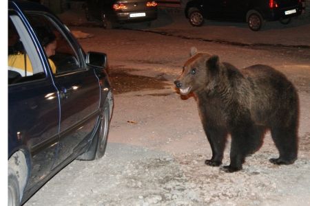 Bariere cu ultrasunete împotriva urşilor din Braşov