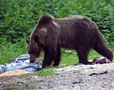 Turist german, atacat de un urs în Bucegi