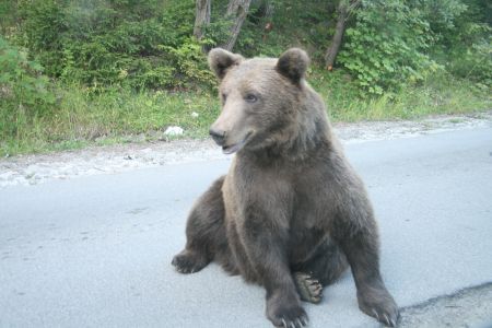 Vacanţă ratată de atacul urşilor