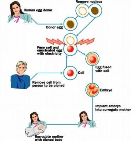 A fost aprobată clonarea embrionilor umani