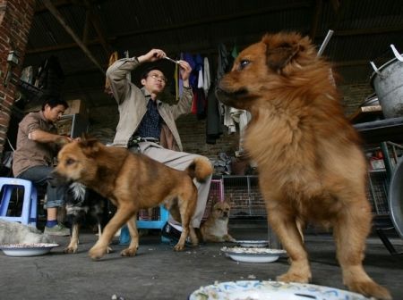 Chinezii, ameninţaţi de turbare