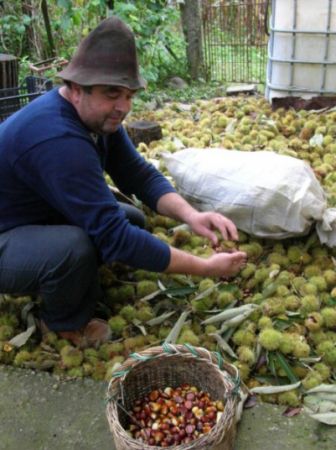 Festivalul castanelor, acum fără castani