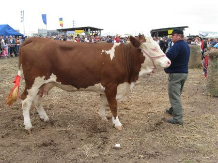 Magda, cea mai bună vacă de muls din ţară