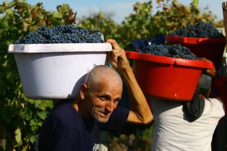 Producţie de vinotecă pe domeniile Recaş