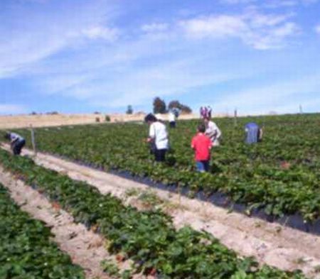 Spania acceptă români doar în agricultură