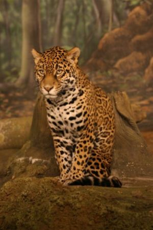 Un jaguar a scăpat de la ZOO