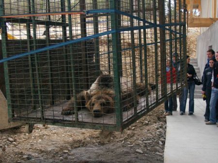 Urşii-gunoieri, duşi în cătarea vânătorilor