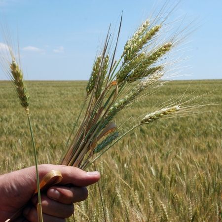 Agricultura românească, la mâna naturii