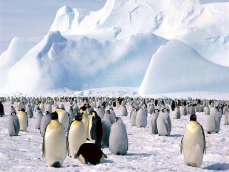Antarctica, tot mai căutată de turişti