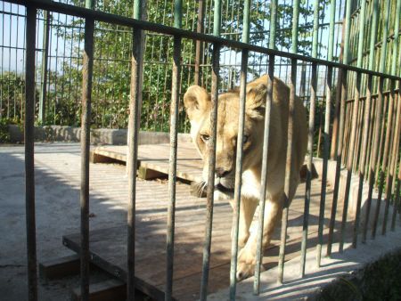 Leoaica de la Zoo Buhuşi va fi operată de un englez