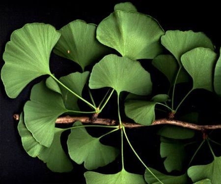 Ginkgo Biloba nu reduce riscul îmbolnăvirii cu Alzheimer