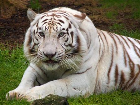 Un bărbat a fost ucis de trei tigri albi în Grădina Zoo  din Singapore