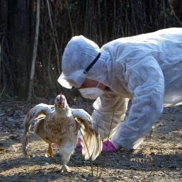 Gripa aviară ucide din nou