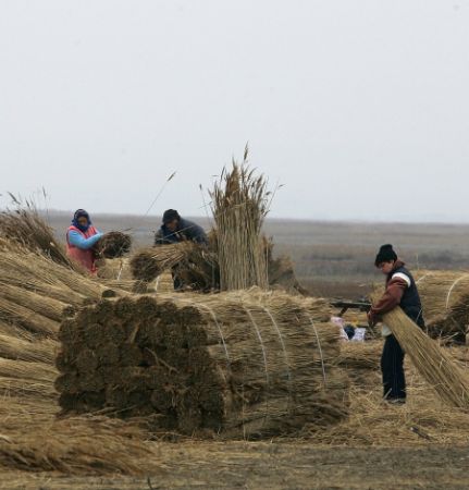 La seceriş, în miez de iarnă