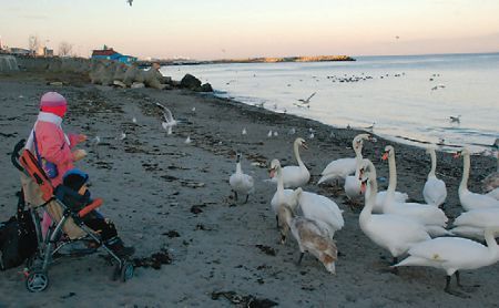 Lebede stabilite la Mangalia