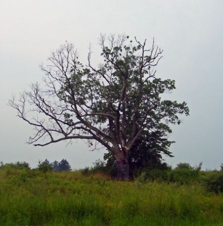 „Stejarul Diavolului“, păzit de Santinela-strigoi