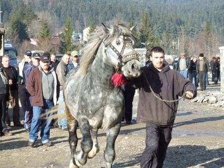 Târgul cailor de rasă