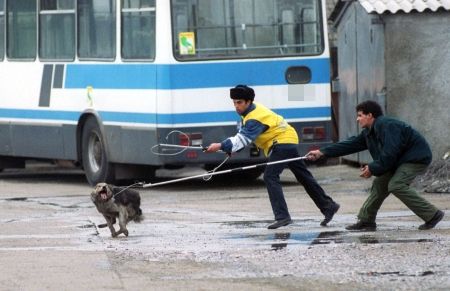 Câinele nesupravegheat îl costă pe stăpân 400 de lei