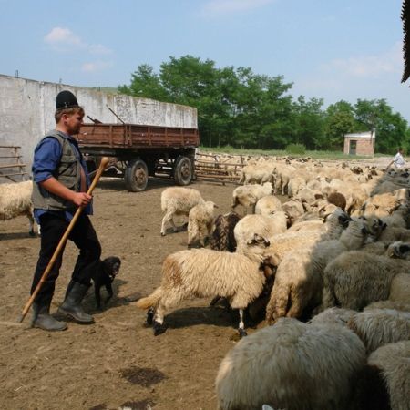 Ciobanii protestează