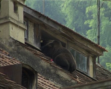 Fără soluţii pentru problema urşilor-gunoieri